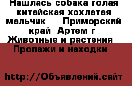 Нашлась собака голая китайская хохлатая(мальчик)  - Приморский край, Артем г. Животные и растения » Пропажи и находки   